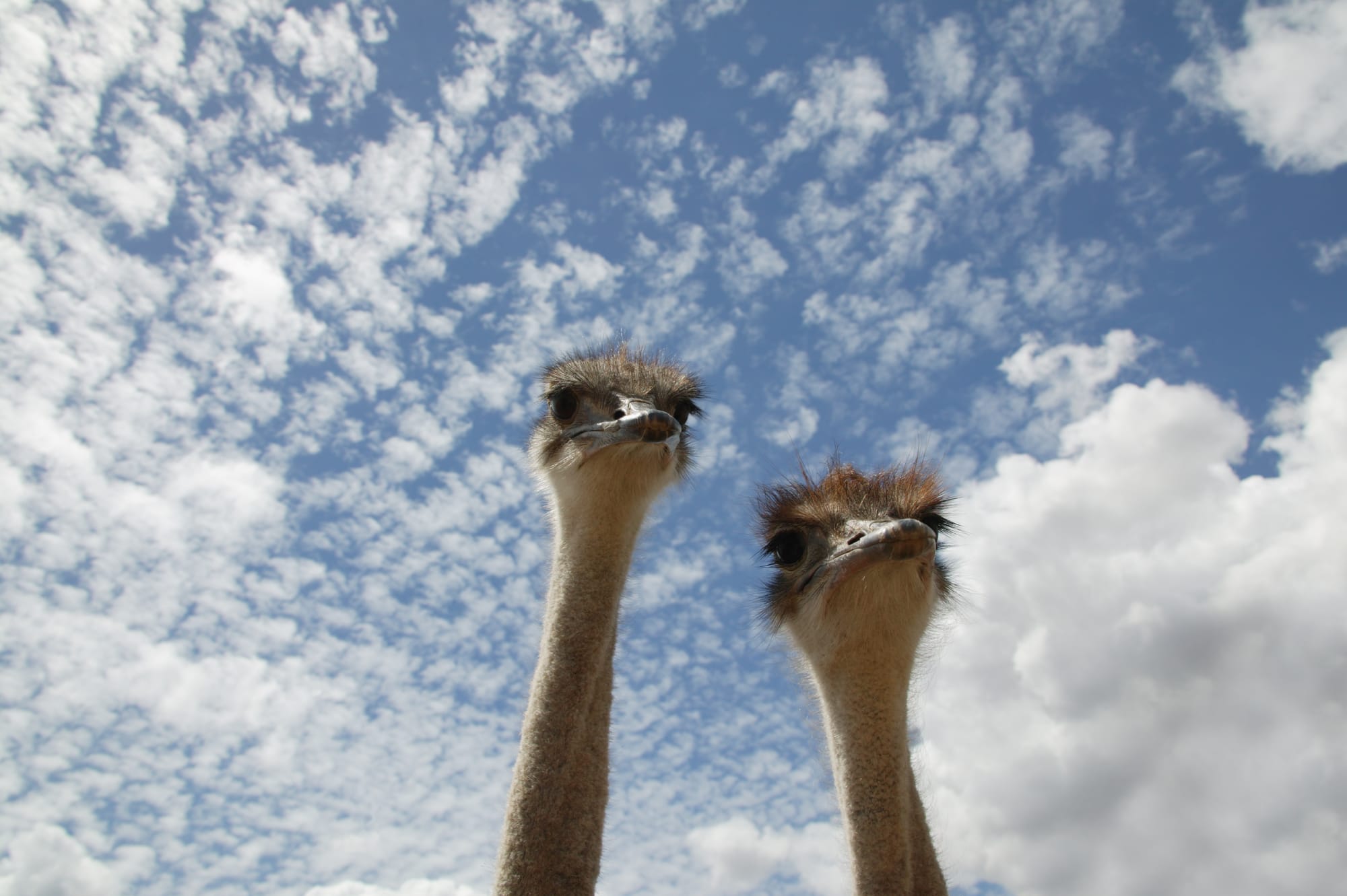 The Night They Came for the Ostriches