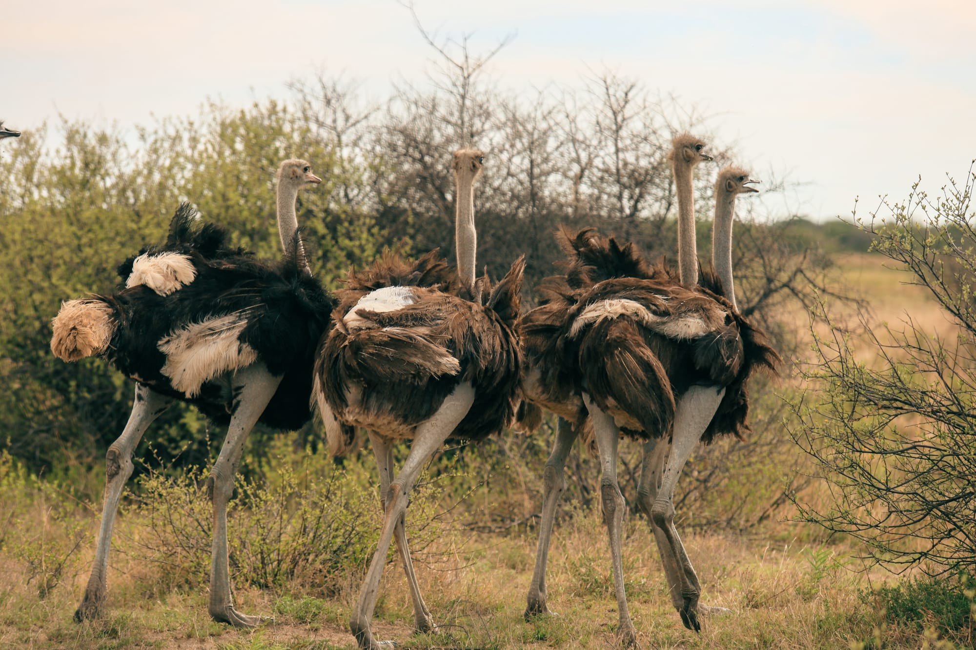 Say Their Names: The Officials Who Ordered the Ostrich Massacre and the LIES They Want You To Believe