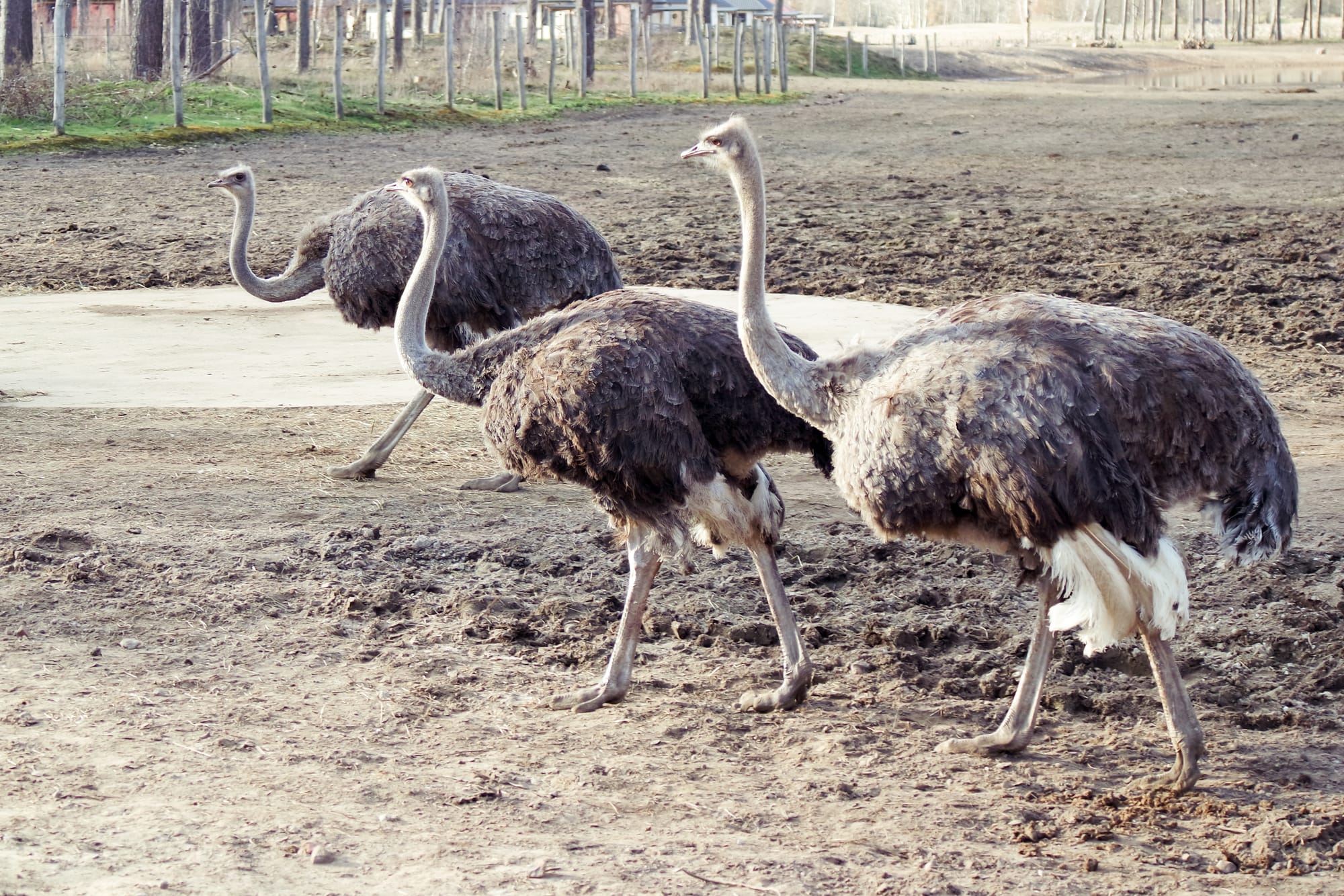 Canada Kills Over 300 Immune Ostriches: How the WHO Controls Your Government