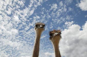 The Night They Came for the Ostriches