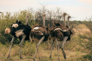 Say Their Names: The Officials Who Ordered the Ostrich Massacre and the LIES They Want You To Believe