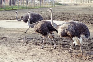 Canada Kills Over 300 Immune Ostriches: How the WHO Controls Your Government