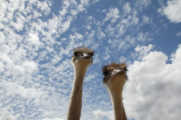 The Night They Came for the Ostriches